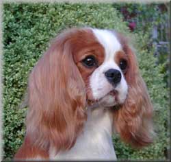 cavalier_kcs_01a.jpg