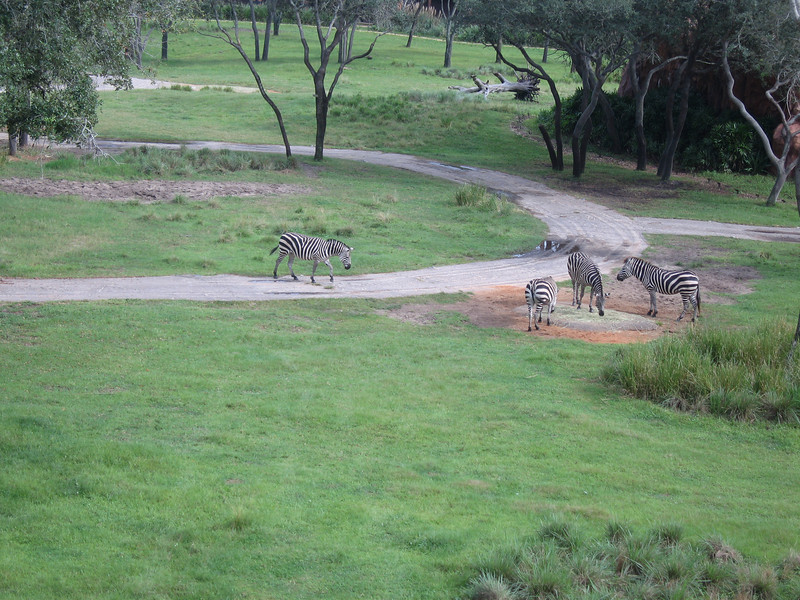 WDW%20086-L.jpg