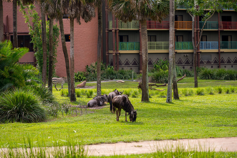 DSC_1864-L.jpg