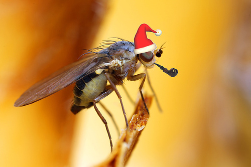 christmas-fly.jpg