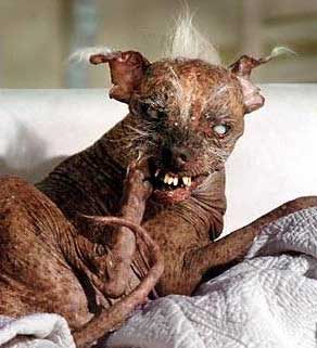 Ugliest-dog-winner.jpg