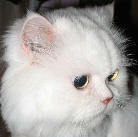 dandy5thbirthday1.jpg