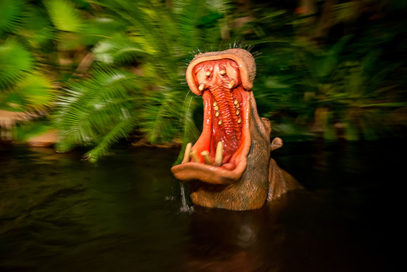DSC_2608-L.jpg