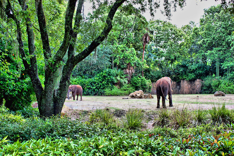 9585%20elephantsed2-L.jpg