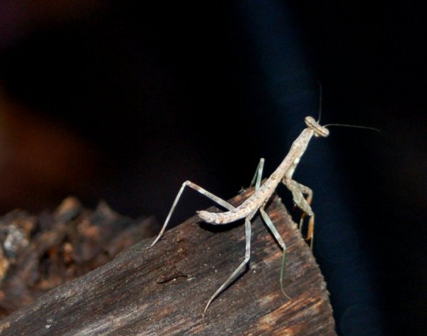 mantis2t.jpg