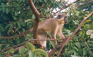 monkey_barbados.jpg
