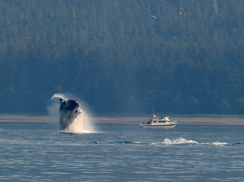 636070868_2vcA8-L.jpg