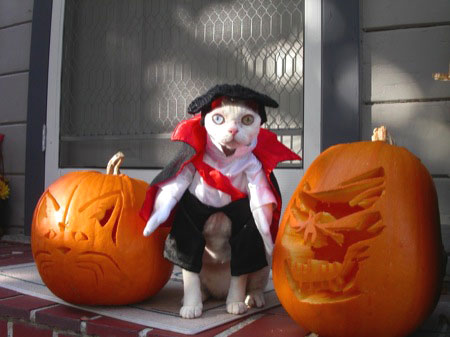 cat-vampire.jpg