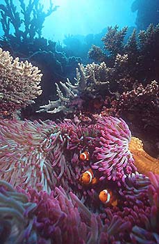 goggin-clownfish.jpg
