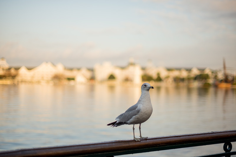 DSC_6312-L.jpg