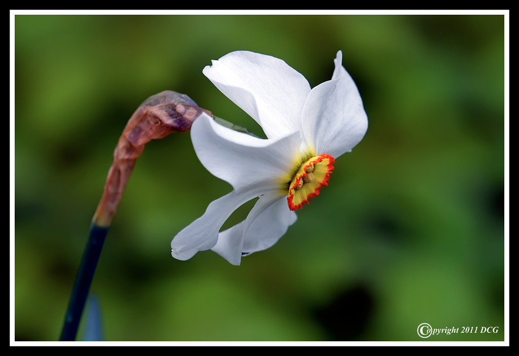 Daffodil-05-16-01bcr-XL.jpg