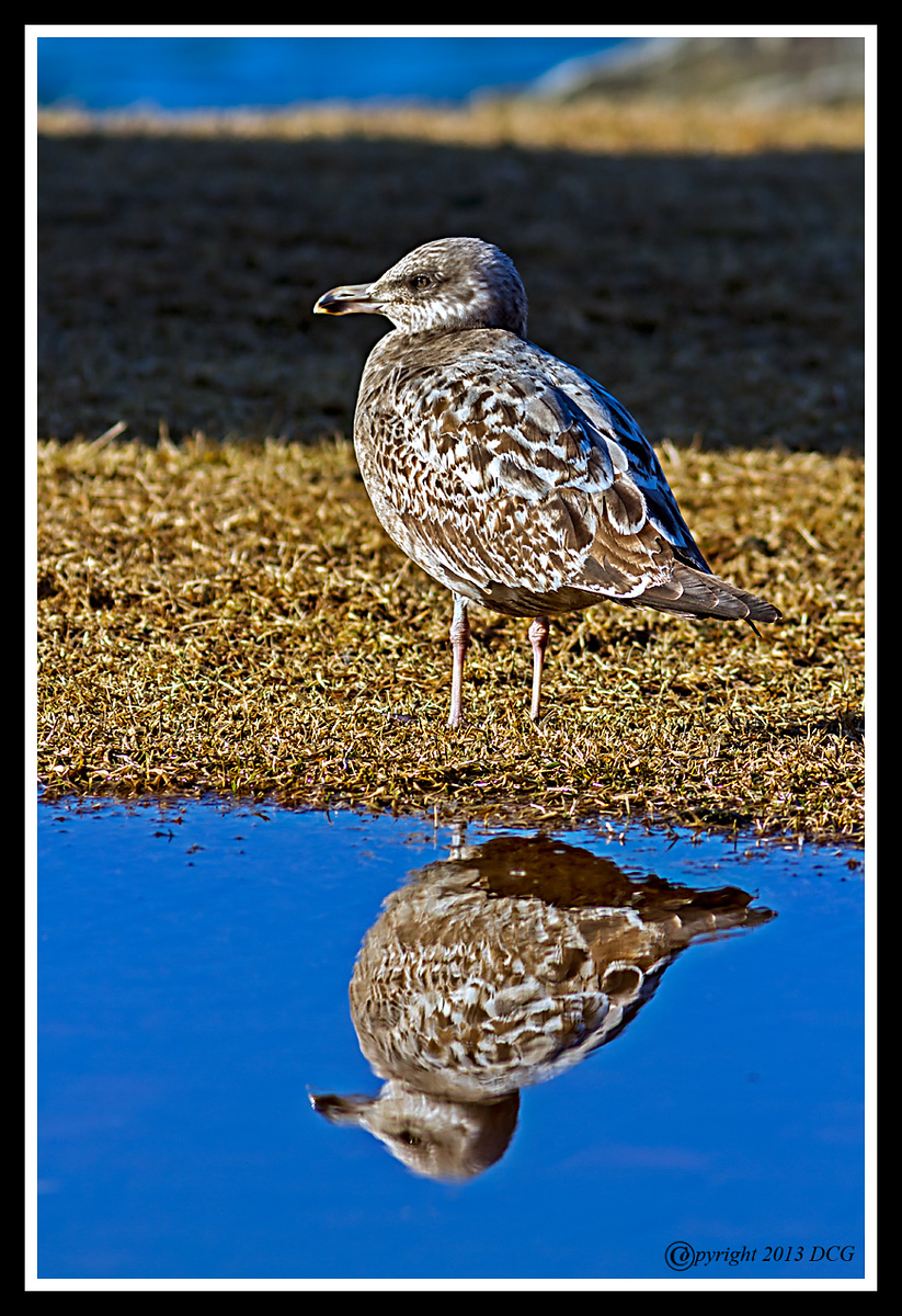Seagull-02-14-01cr%20-X3.jpg