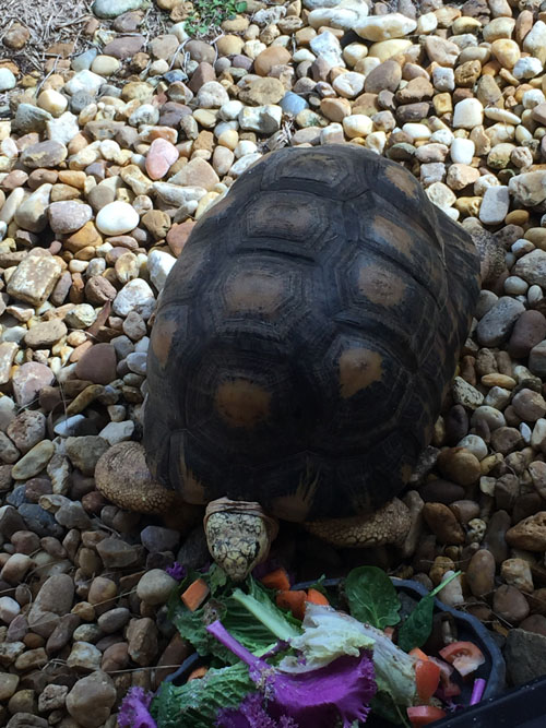 turtle.jpg