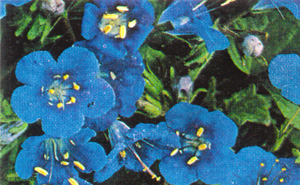 tpf025.jpg