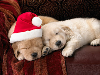 christmas_puppies.jpg