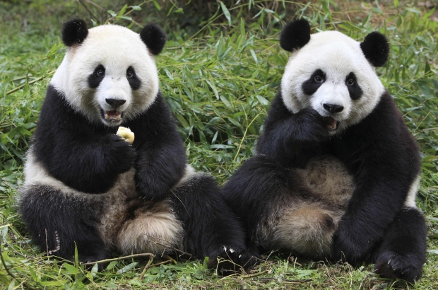 panda.jpg