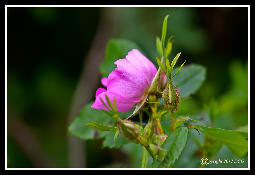 Beach-Rose-06-11-01cr-XL.jpg