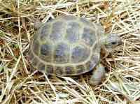 Russian%20Tort%202_small.jpg