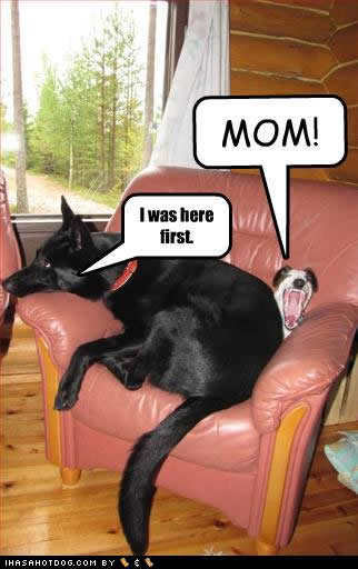Funny-Dogs-dogs-13248336-322-512.jpg