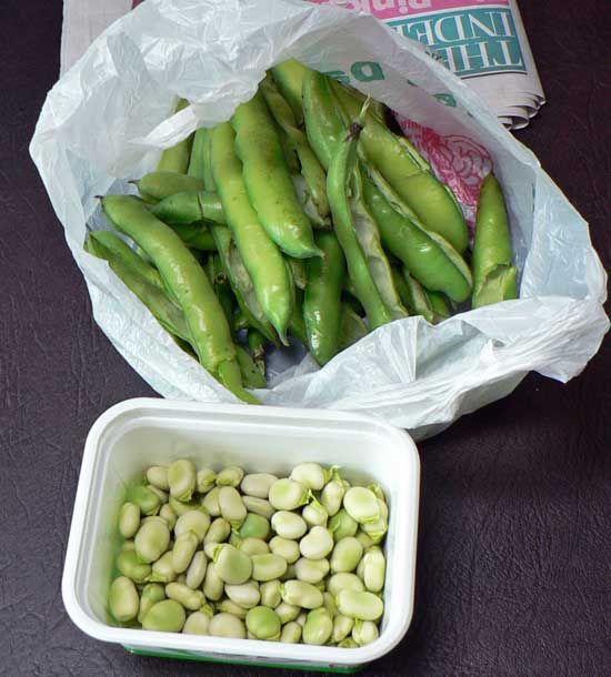 broad_beans1.jpg