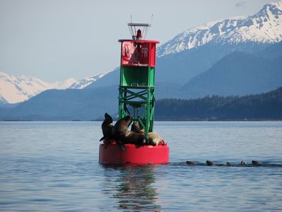 sealions2.JPG