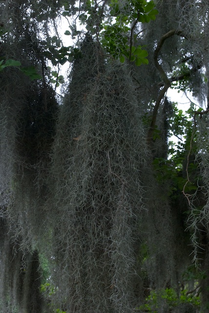 savannah-21.jpg