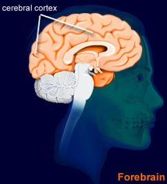 cerebral_cortex.jpg