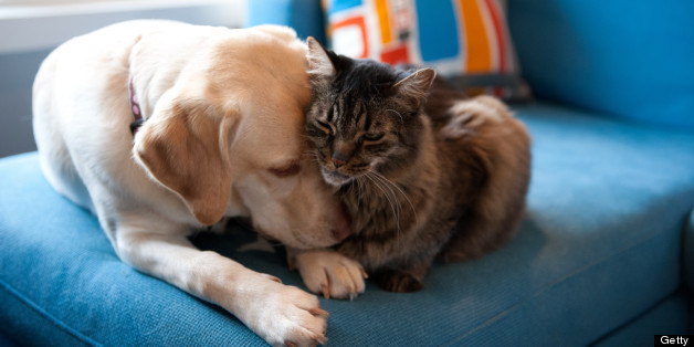 h-DOG-AND-CAT-628x314.jpg