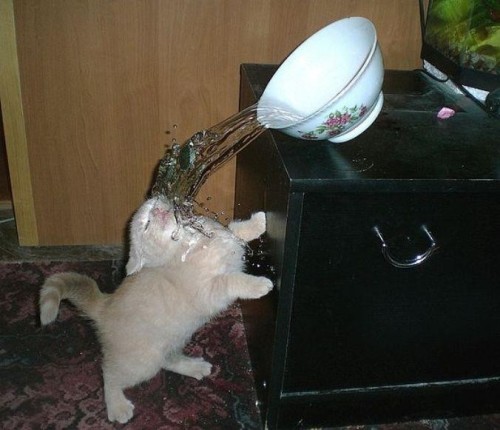 tumblr_lhu9qumf0N1qejbiro1_500.jpg