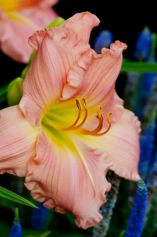 daylily-54-XL.jpg