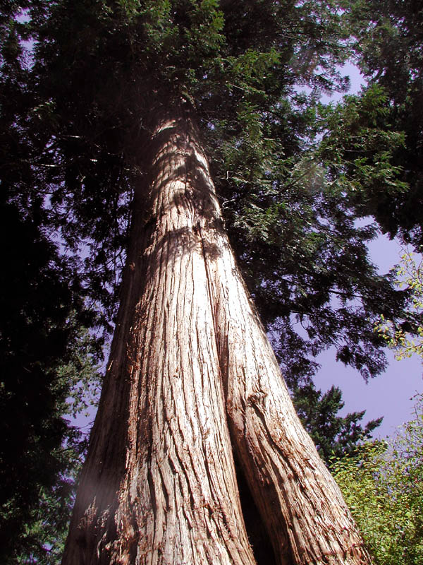 stpk-big-redwood.jpg