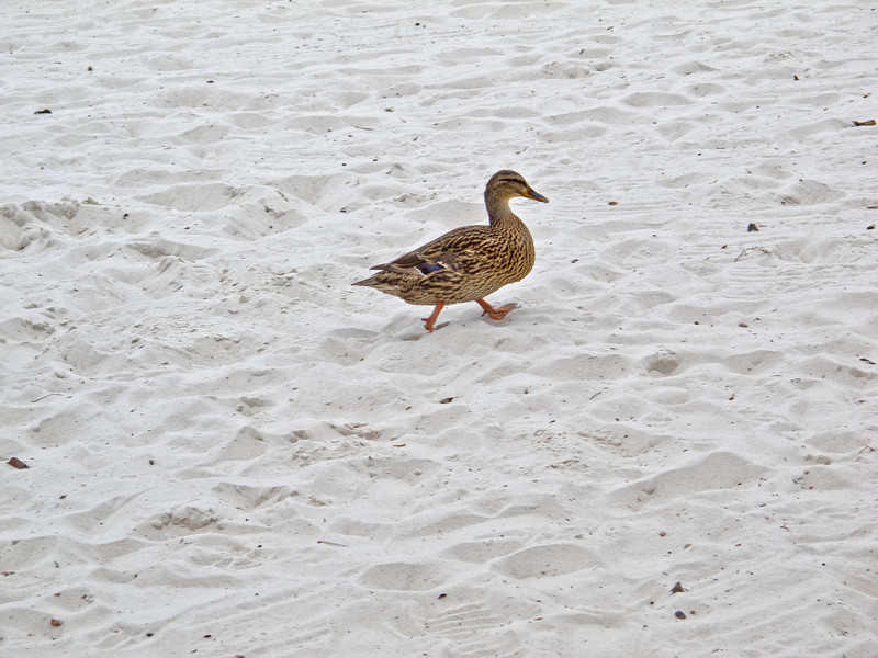 IMG8359ed-L.jpg