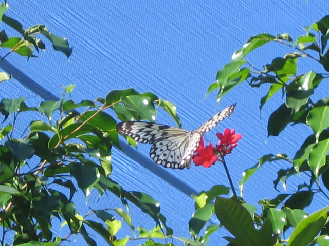 butterfly9.jpg