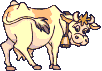 cow_41.gif