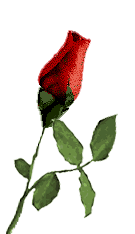rosefcp.gif