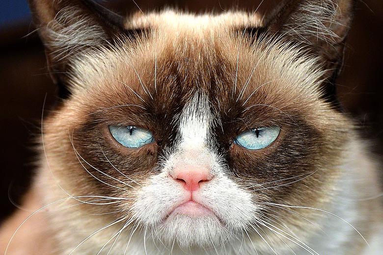 grumpy-cat-from-reddit.jpg