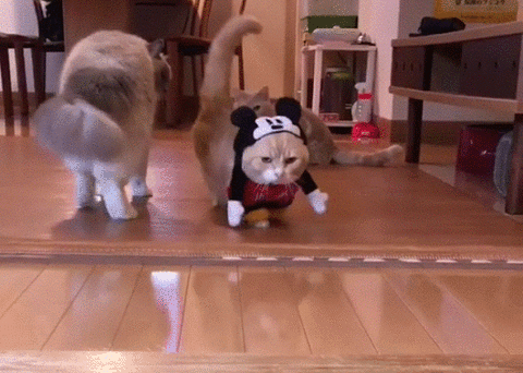 giphy.gif
