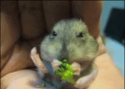 giphy.gif