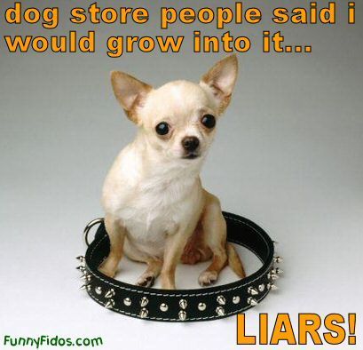 Funny-dogs-13903785-409-394.jpg