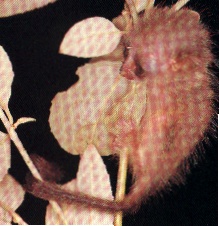 bushbabybaby.jpg