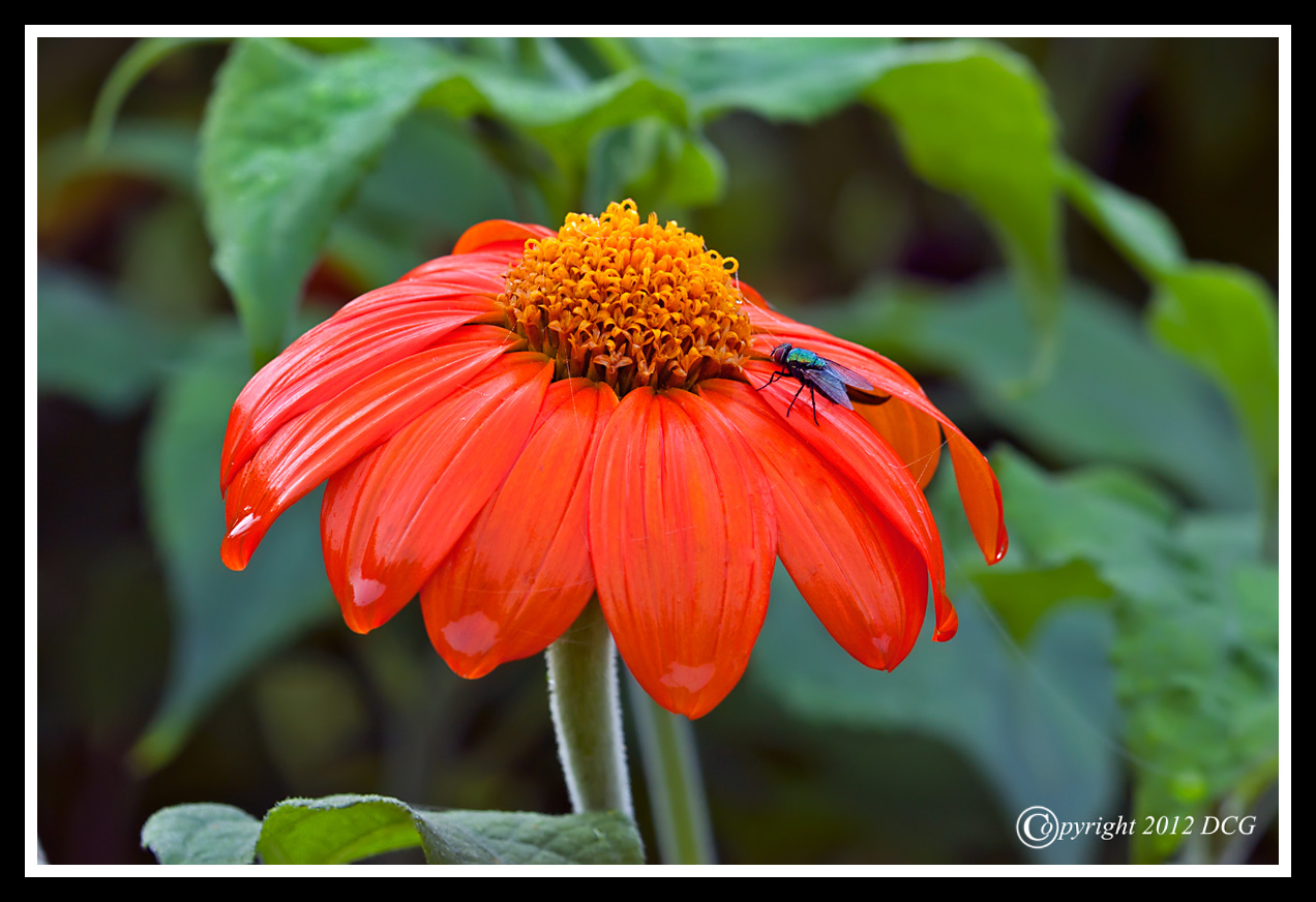 Zinnia-08-05-04acr-X2.jpg