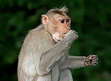 220px-Monkey_eating.jpg