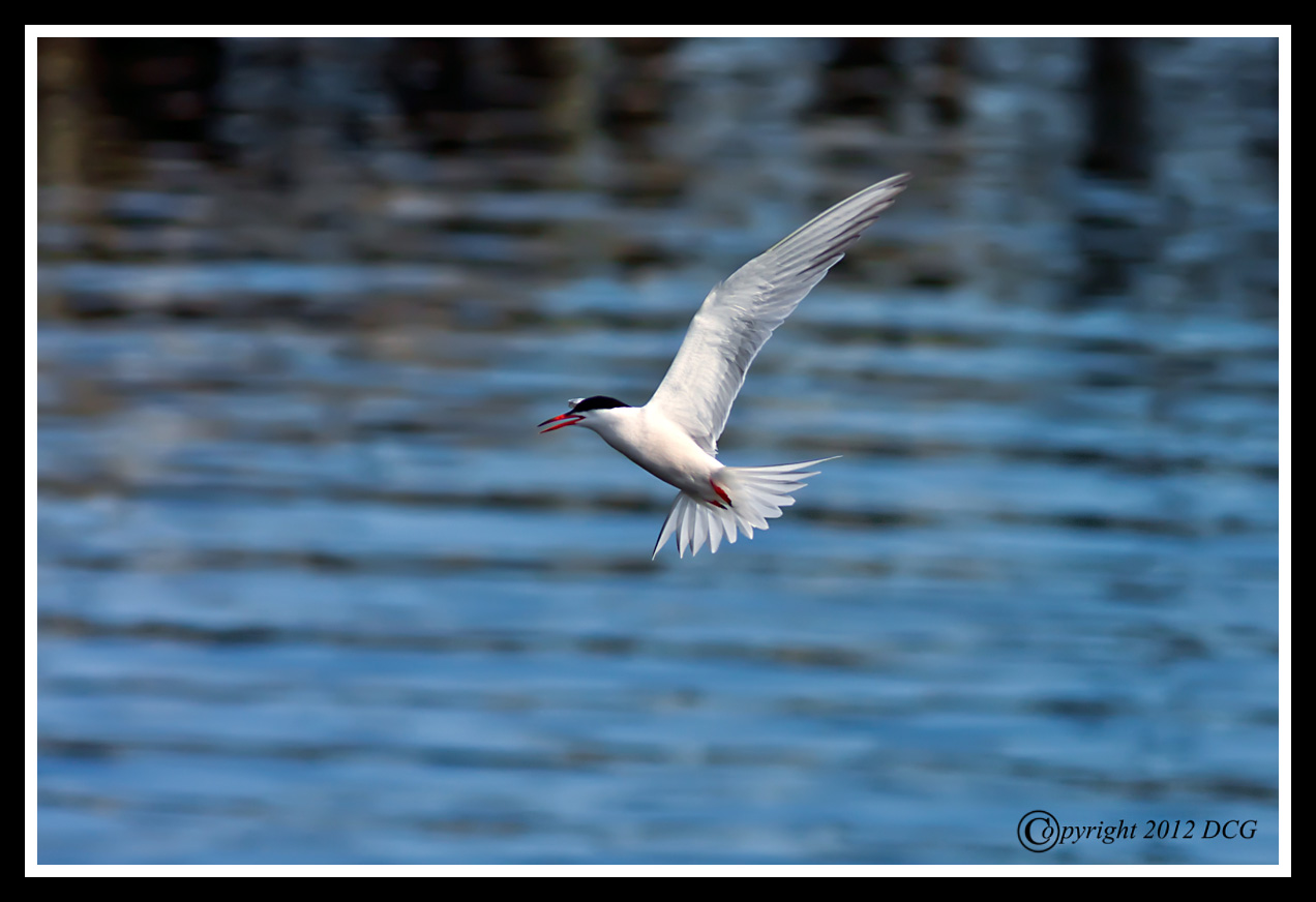 Arctic%20Tern-08-08-05acr-X2.jpg