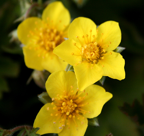 yellow-flower-3.jpg