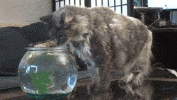 tumblr_lpzyhh0F0l1qjvsoxo1_250.gif