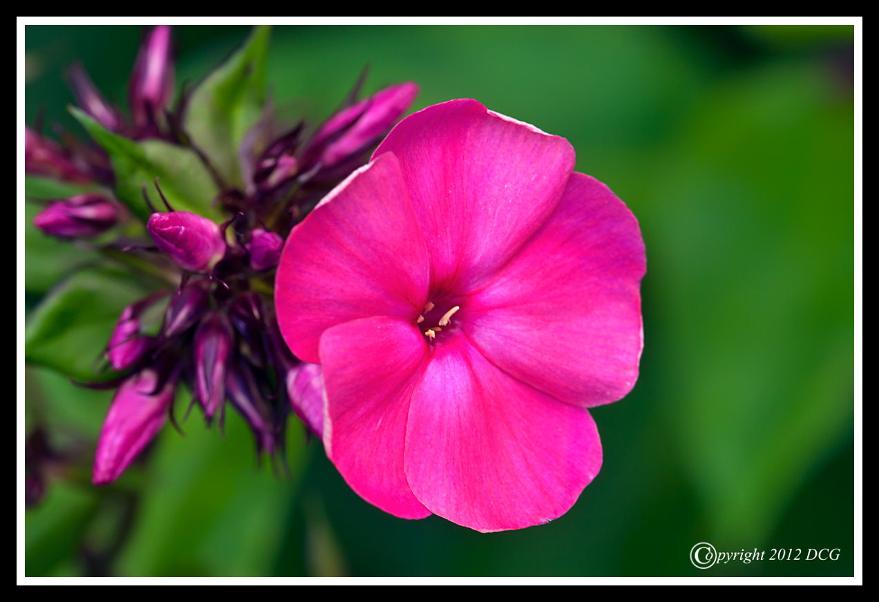 Pink-Flower-06-19-01cr-X2.jpg