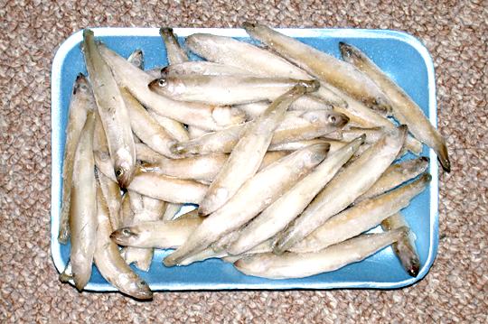 smelt.jpg