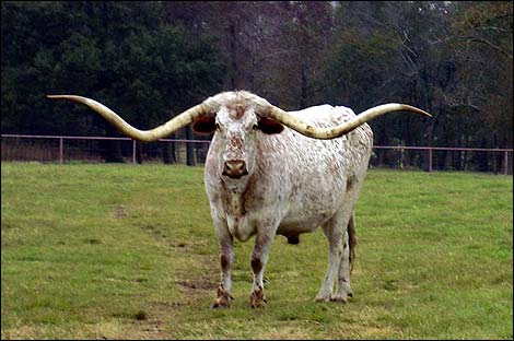 texas_longhorn_470x312.jpg