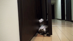 tumblr_lptsuw5wWG1qk28z5o2_250.gif