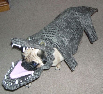 funny-dog-costume-gator-dog.jpg